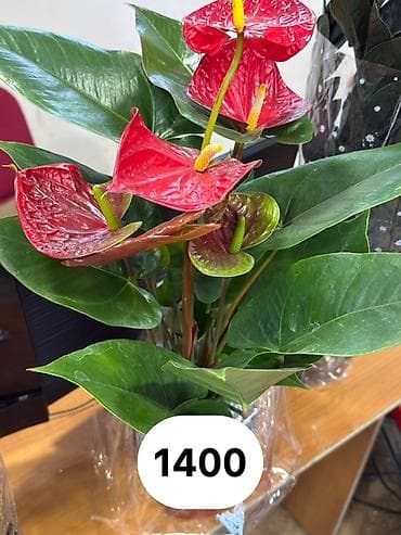 Антуриум с яркими красно-алыми прицветниками и глянцевой листвой
