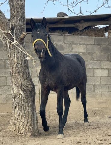 седло для осла: Продаю | Жеребенок | Рабочий — 4
