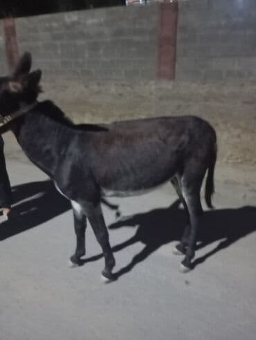 кошки манчкин: Осел рабочий (самец), темно‑бурой масти с белыми отметинами на морде и — 5