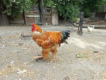 жаныбарлар: Сатам | Короздор | Брама | Көбөйтүү үчүн — 1