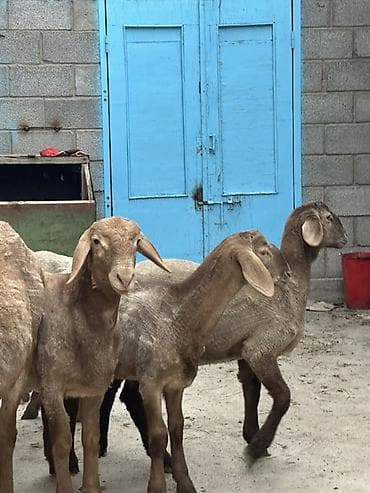 Айыл-чарба жаныбарлары: Сатам | Кочкор (эркек) | Арашан | Көбөйтүү үчүн | Ургаачы — 5