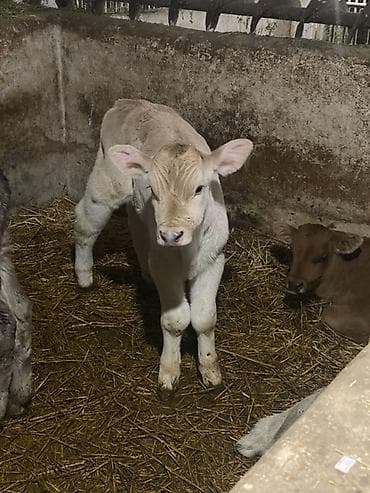 каракол собаки: Сатам | Музоо | Бордоп семиртүү үчүн — 1