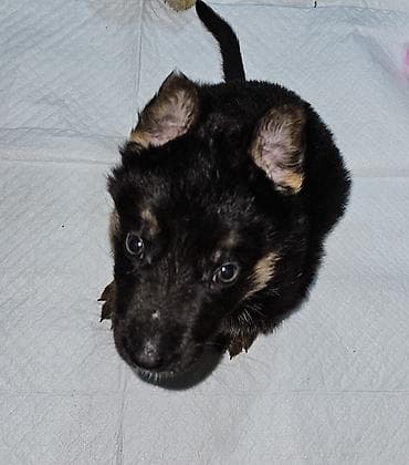 монгол ат: 1 месяц, Самец — 2