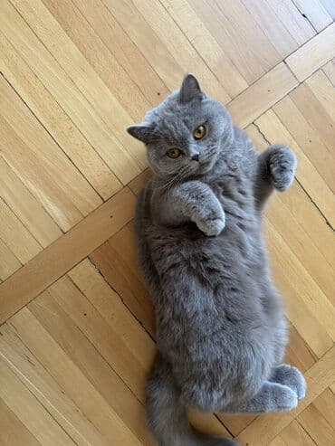 экзотическая кошка цена: Скотиш Страйт (Шотландская прямоухая), 1 год, Девочка, Лиловый, Приучена к лотку, Проглистована, С документами — 3