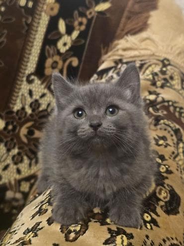 шотландские кошки: Скотиш Фолд (Шотландская вислоухая), 1 месяц, Мальчик, Серый — 3