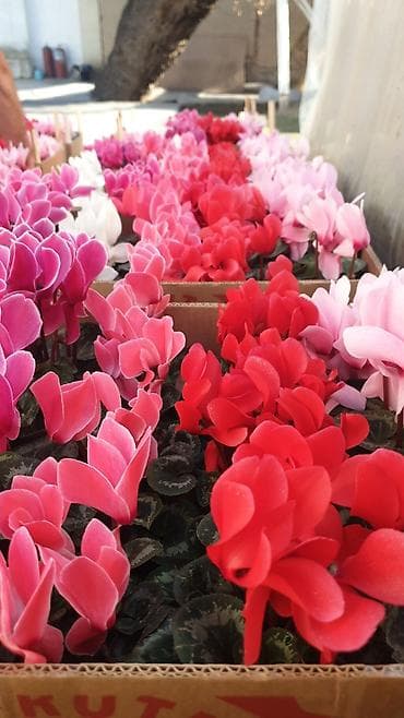 Фиалки и глоксинии: Цикламены в горшках (Cyclamen persicum) — яркие цветущие растения для — 4
