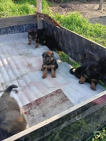 Иттер: Немис овчаркасы, 1 айлык, Эркек — 10