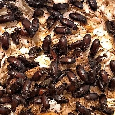 мучной хрущ: Жук- знахарь, чернотелка. Первая помощь при болезнях печени и других — 1