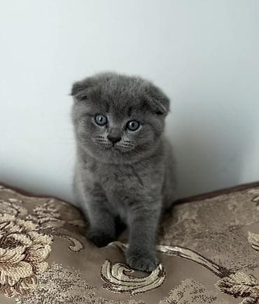 белый шотландский котенок: Скотиш Фолд (Шотландская вислоухая), 2 месяца, Девочка, Голубой, Приучена к лотку — 7