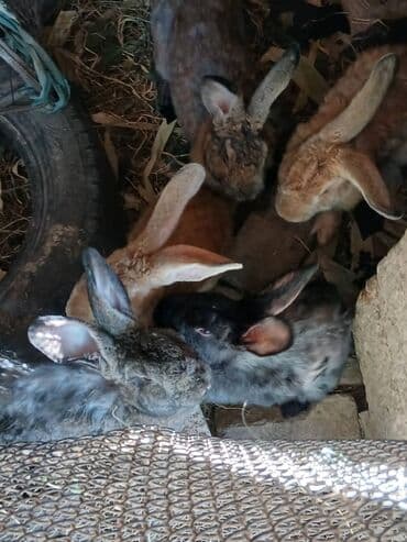 кошки в ош: Продаю | Крольчиха (самка), Крольчата, Кролик самец | Фландр | Для разведения — 2