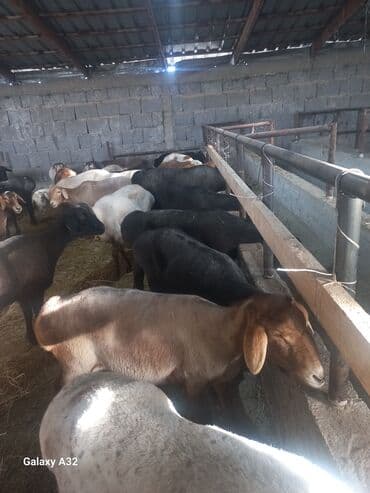 купить собаку шпица недорого: Продаю | Овца (самка) | На забой, Для разведения | Матка — 1