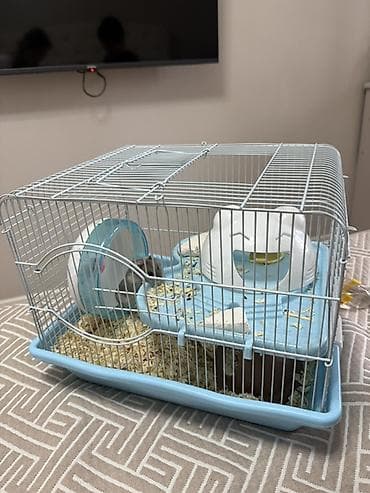 продаю саман: Джунгарский хомяк с полным комплектом для содержания. В комплект — 4