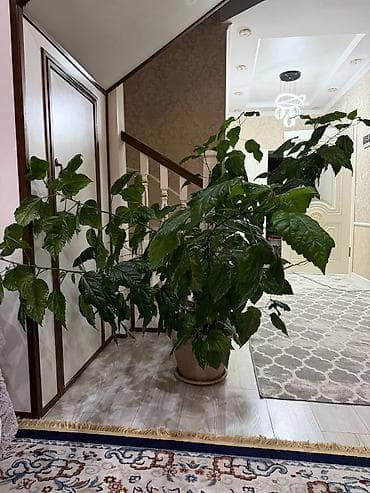 коробки банан: Продается китайский роза. Звоните на этот номер — 2