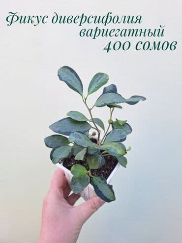 газон готовый: ● Комнатные растения (укоренённые черенки, молодые растения, взрослые — 15