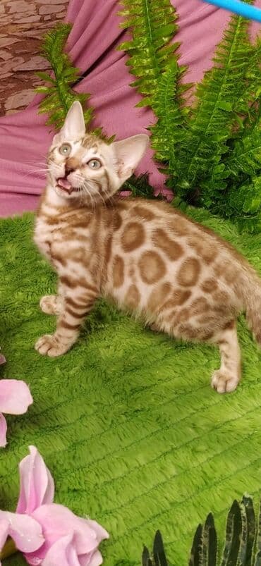 новорожденные котята: Друзья !!! питомник Бен Гла Мур с радостью предлагает новый помет. от — 26