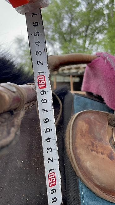 продаю гусь: Продаю | Жеребец | Полукровка — 9