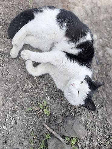 крыса ручная: Кошка даром: Беспородная, 1 год, Девочка — 1