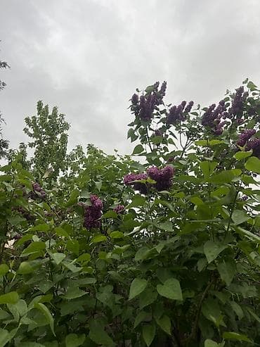 продаю кой: Королевский сирень — 2