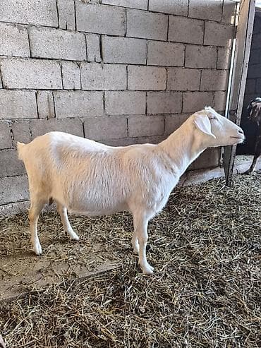 козу срочно: Продаю | Коза (самка) | Нубийская | Для молока — 3