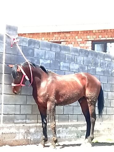 теке коза: Продаю | Конь (самец) | Конный спорт — 1