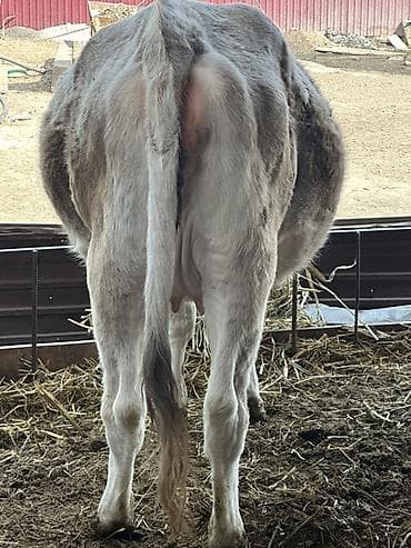 купить жеребенка: Продаю | Корова (самка) | Для молока | Нетель — 6