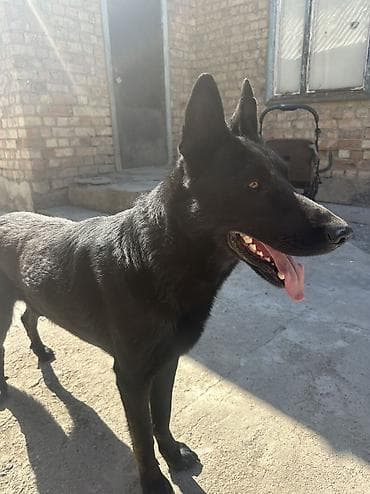 собаки тайган: Ит кууту: Овчарка, Эркек, 2 жаш — 1