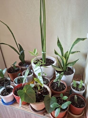 иранское средство для мытья посуды: Продаю замиокалькус (обычн. и черн.принц), толстянка (овата), молочай — 8