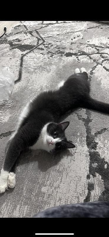 Мышыктар сатылат: Ургаачы, Лотокко барууга үйрөтүлгөн — 5