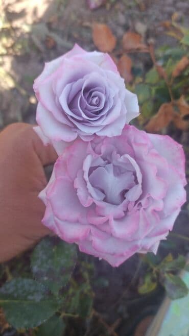 где купить саженцы гортензии в бишкеке: Көчөттөр гүлдүн: Розалар — 6