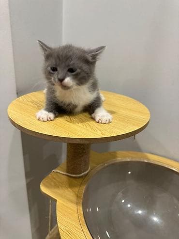 Котята — домашние любимцы Описание: - Милые малыши с мягкой короткой at lalafo.kg Котята — домашние любимцы Описание: - Милые малыши с мягкой короткой