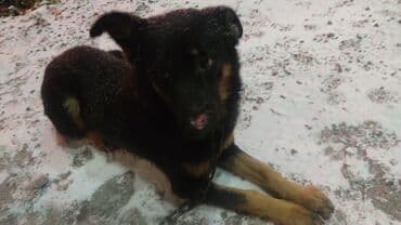 той ырлары 2020 скачать: Мальчик кличка Лион.молодой ещё.после отстрела.сейчас с ним все в — 6