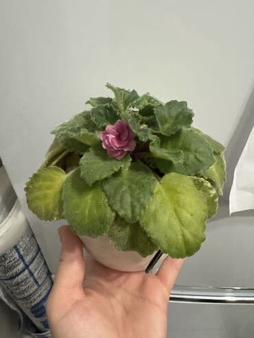 декоративные саженцы: Пальмы(Хомедория),замиокулькасы(доллар) Зензи,черный доллар,зеленый — 10