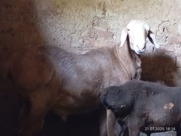 норка животное: Продаю | Овца (самка) | Для разведения — 7