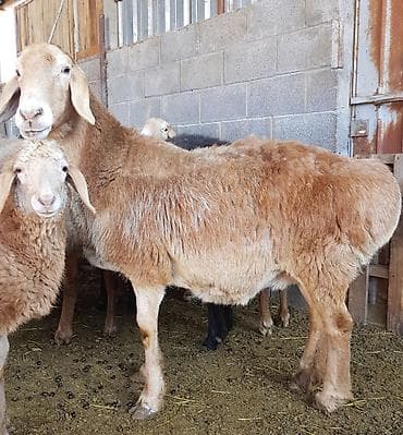 собаки щпиц: Продаю | Овца (самка) | Арашан — 2