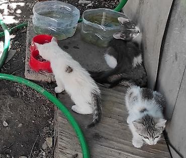 scottish fold: Отдам котят в добрые руки! Дворовая кошка окатилась в дровнике и вот — 6