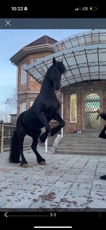 купить измельчитель травы и сена: Продаю | Конь (самец) | Конный спорт — 1