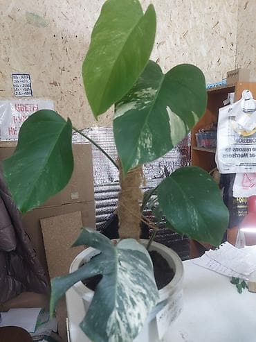 дорого: Монстера вариегатная (Monstera deliciosa variegata) — укоренённые — 4