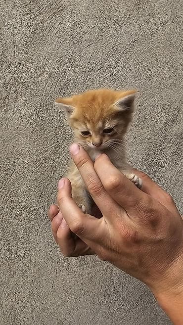кошка в добрые руки: Кошка даром: Беспородная, 2 месяца, Девочка — 3