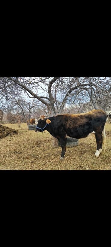 Уйлар, букалар: Сатам | Кунаажын | Алатоолук | Көбөйтүү үчүн | Байланган — 6