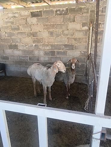булдок сабака: Продаю | Овца (самка) | Для разведения | Матка — 5