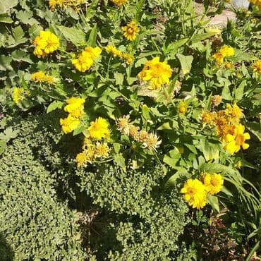 хризантема садовая купить: Бересклет белый и жёлтый. Кустаники. Морозостойкие .Лилейник жёлтый — 6