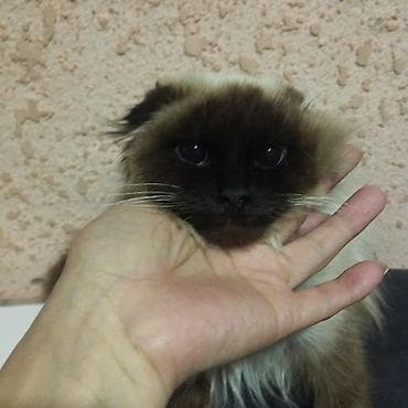 рэгдолл кошка: Породистый кот вислоухие скотиш фолд с длинной шерстью и поинтовым — 1