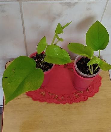 себе: Колеусы. Несколько сортов. Эпипремнум " Золотистый". Эпипремнум "Себу — 8