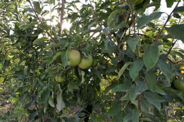 купить семена цветов в бишкеке: 🌳 Продается яблоневый сад – 6 гектаров 🍏 📍 Местоположение: село — 5