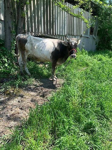дойный апарат: Продаю | Корова (самка) | Для молока — 1