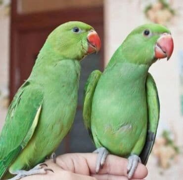 Птицы: Попугаи Ожиреловые хорошо учатся говорить и приручаются к рукам — 9