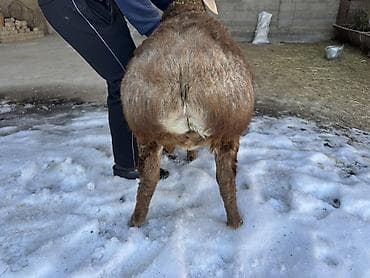 ит сатылат: Сатам | Кочкор (эркек) | Арашан | Көбөйтүү үчүн | Асыл тукумдуу, Жасалма жол менен боозутуу — 5