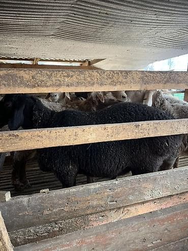 Ветеринар кызматы: Сатам | Бука (эркек) | Бордоп семиртүү үчүн | Байланган — 6