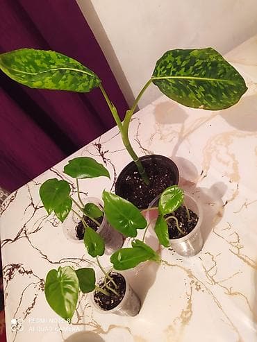 Сейфы: Комнатные растения в горшках - Драцена вариегатная (Dracaena — 7