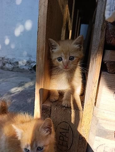вязка кот: Рыжие котята в добрые руки - Возраст: 1,5 месяца . две девочки и один — 7